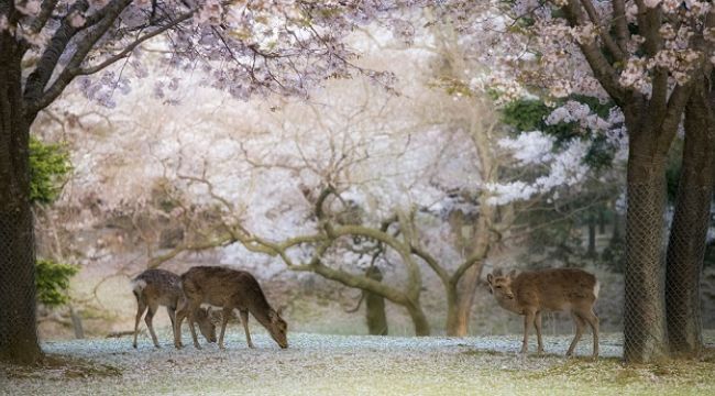 JAPONYA'YI ZİYARET EDEN TÜRKLERİN SAYISI ARTIYOR ! İŞTE RAKAMLAR...