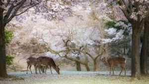 Japonya'yı ziyaret eden Türk turist sayısı açıklandı ! 