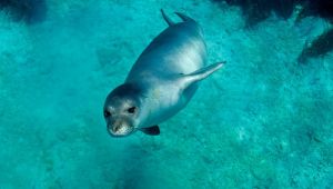 TUI'den Akdeniz foklarının korunmasına yönelik proje 